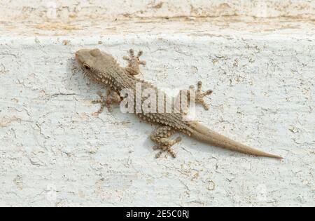 gecko an der Wand Stockfoto