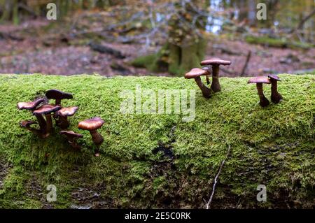 Pilze auf gefallener Baumstamm Stockfoto