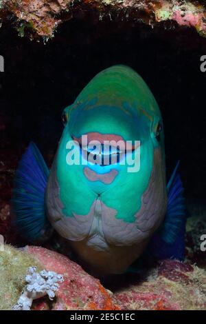 Scarus ferrugineus, rostiger Papageifisch, Rost-Papageifisch, Coraya Beach, Rotes Meer, Ägypten, Rotes Meer, Ägypten, Weibchen, Weibchen Stockfoto