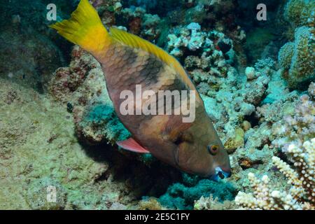 Scarus ferrugineus, rostiger Papageifisch, Rost-Papageifisch, Coraya Beach, Rotes Meer, Ägypten, Rotes Meer, Ägypten, Weibchen, Weibchen Stockfoto