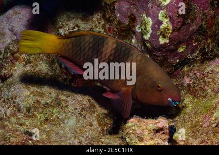 Scarus ferrugineus, rostiger Papageifisch, Rost-Papageifisch, Coraya Beach, Rotes Meer, Ägypten, Rotes Meer, Ägypten, Weibchen, Weibchen Stockfoto