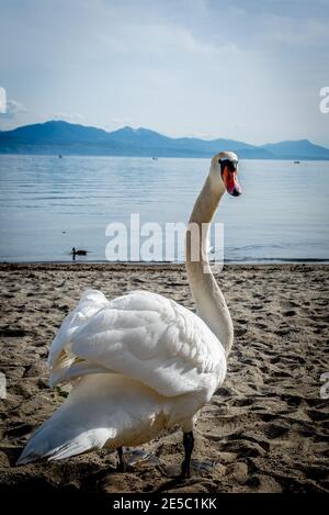 Ein stummer Schwan stand am Strand und schaute dahinter. Cygnus olor. Schönheit in der Natur. Lausanne, Schweiz. Stockfoto