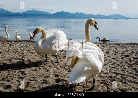 Zwei stumme Schwäne stehen am Strand mit Hintergrund von See und Berg. Cygnus olor. Schönheit in der Natur. Lausanne, Schweiz. Stockfoto