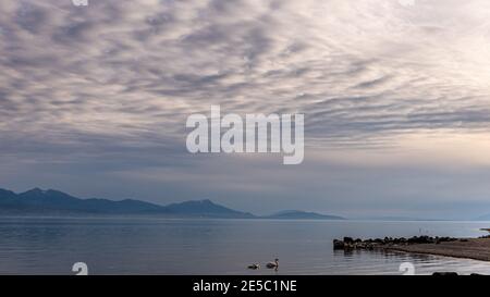 Mute Schwan schwimmen im Genfer See mit Hintergrund von Wolken und Berg. Schönheit in der Natur. Cygnus olor. Lausanne, Schweiz. Stockfoto