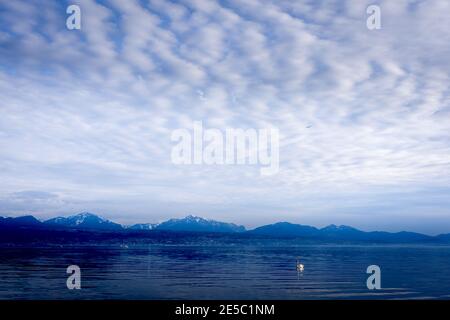 Mute Schwan schwimmen im Genfer See mit Hintergrund von Wolken und Berg. Schönheit in der Natur. Cygnus olor. Lausanne, Schweiz. Stockfoto