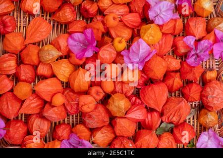 Weidenkorb mit frischen Farben rot orange pink Blumen von Bouganvillea und Physalis im Garten auf dem Boden in Nahaufnahme als bunte Stockfoto