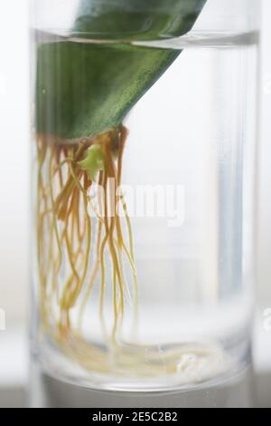Wurzeln und ein 'Welpen', der auf einem Sansevieria Blatt wächst, das sich im Wasser vermehrt. Stockfoto
