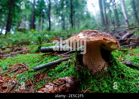 Schöne Pilze mit grünem Moos im Wald in bedeckt Herbst Stockfoto