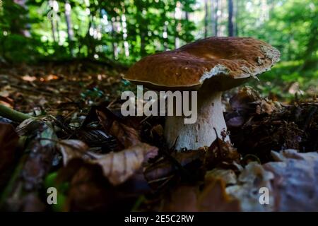 Große Pilze im Wald Wile Wandern im Herbst Stockfoto