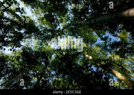 Ein blassblauer Sommerhimmel hoch über dem sonnenbeschienenen Birkenholzdach; voll blättrige grüne Kronen auf den schlanken Bäumen beschatten das Waldinnere. Stockfoto