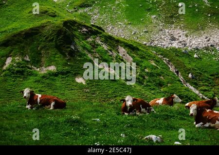 Kühe liegen auf einer frischen grünen Wiese beim Wandern Der Sommer Stockfoto