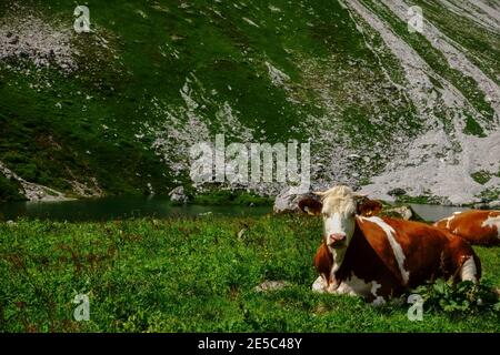 Kuh liegt in einer grünen Wiese und schaut in die Kamera in den Bergen Stockfoto