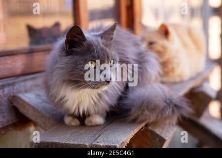 Grau rauchig weiß-breasted Kitty sitzt Blick auf Holzbrett in der Nähe Fenster mit seiner Reflexion, im Freien, horisontal Foto Stockfoto