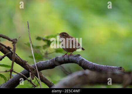 Ein eurasischer Wren (Troglodytes troglodytes), der auf einem Ast thront. Stockfoto