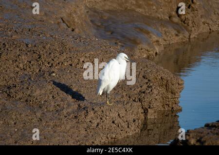Ein kleiner Reiher (Egretta garzetta), der auf einer Bank steht Stockfoto