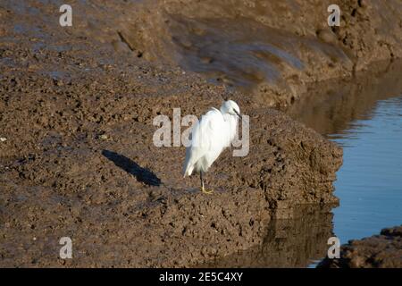 Ein kleiner Reiher (Egretta garzetta), der auf einer Bank steht Stockfoto