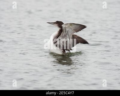 Ein gewöhnlicher Loon, auch bekannt als der große Northern Diver (Gavia immer) im Wintergefieder, der seine Flügel ausdehnt. Stockfoto