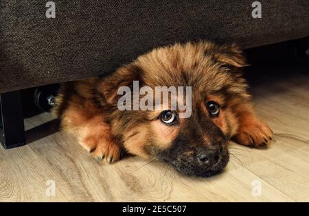 Beleidigter Chow-Chow-Welpe versteckte sich unter dem Sofa und ragte sein Gesicht heraus, rothaariger Chow-Chow-Welpe mit violetter Zunge und schwarzen Ohren, süßer Hündchen. Hoch Stockfoto