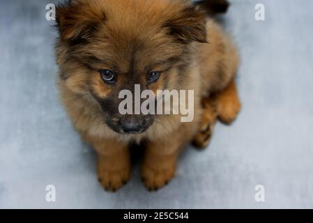 Übergewichtiger Chow-Chow Welpe sitzt auf einem grau-blauen Hintergrund, rot Chow-Chow Welpe mit lila Zunge und schwarzen Ohren, niedlichen Hündchen Stockfoto