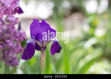 Frühling Iris Blume Pflanze in der Natur. Lila schöne Blume Blüte draußen mit Kopieplatz. Botany natürlichen Hintergrund. Stockfoto