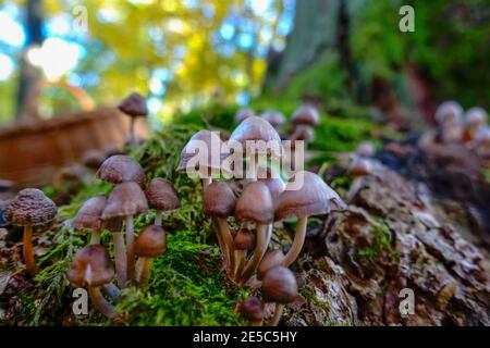 Kleine braune Pilze stehen im Herbst auf einem Baumstamm Stockfoto