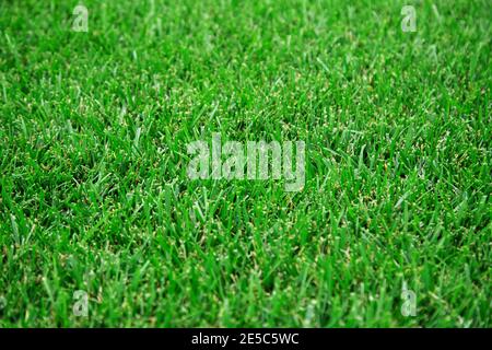Grüner Rasen Rasen auf dem Feld. Frisches, geschnittenes Gras. Natur Textur Hintergrund. Grünes Rasenmuster. Stockfoto