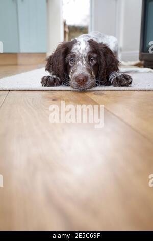 Cocker Spaniel Welpe liegt auf dem Boden Stockfoto