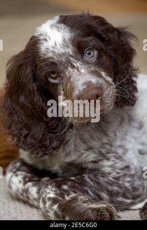 Field Spaniel Welpe setzte sich aus der Nähe Stockfoto