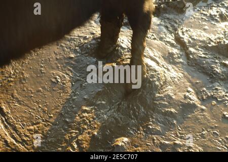 Kühe Hufe tief im Schlamm vergraben Stockfoto