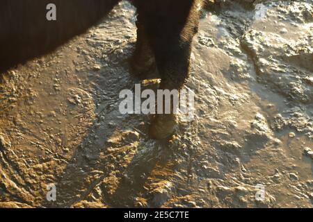 Kühe Hufe tief im Schlamm vergraben Stockfoto