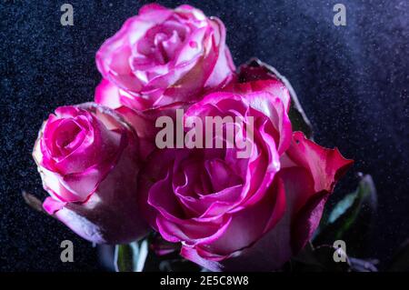 Bouquet von roten Rosen s Wassertropfen. Sprühen von Wasser auf Rosen. Tau auf Rosen. Stockfoto