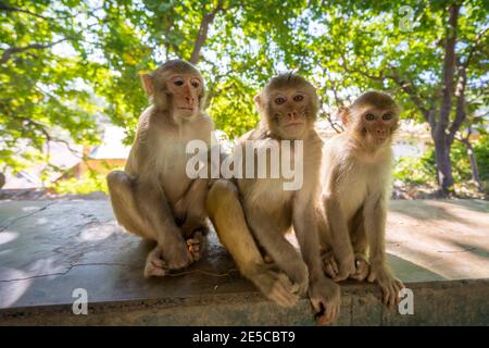 Affen bei HPO Win Daung Caves (auch bekannt als Phowintaung Caves), Monywa, Stockfoto