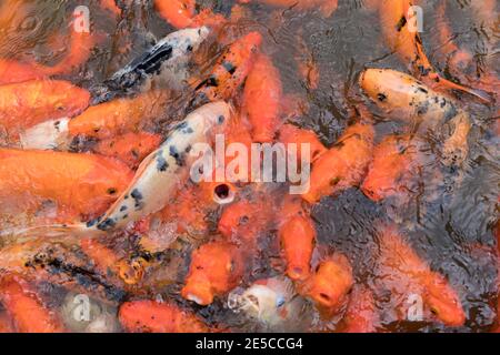 Koi Fischfütterung in einem Koi-Teich im Jardin de Belata, Martiniqu Stockfoto