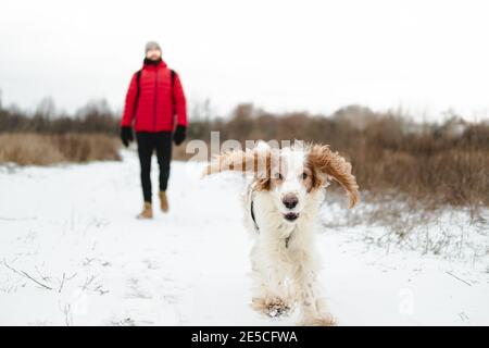 Glücklicher Spaniel Hund läuft in Richtung der Kamera, Bewegungsunschärfe. Aktive Lebensweise mit Haustieren im Winter im Freien genießen Stockfoto