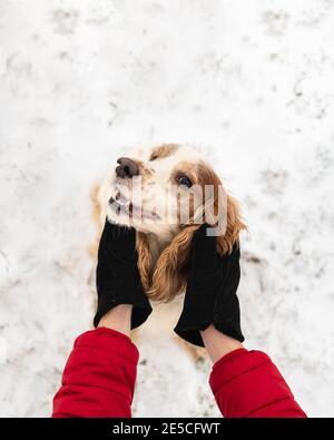 Hände in Winterhandschuhe umarmen einen entzückten Hund mit glücklich lächelndem Gesicht. Mitgefühl, Zeit mit Haustieren verbringen, Momente des echten Lebens Stockfoto