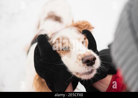 Hände in Winterhandschuhe umarmen einen entzückten Hund mit geschlossenen Augen. Mitgefühl, Zeit mit Haustieren verbringen, Momente des echten Lebens Stockfoto