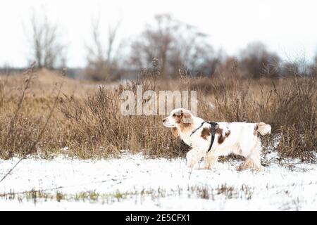 Russian Spaniel Hund zu Fuß im Freien in einem Winterfeld. Reinrassige Jagdhund in der Natur, aktive Lebensweise von Haustieren Stockfoto