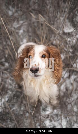 Porträt eines Spanielhundes mit Stammbaum in Gras und Schnee. Netter Hund schaut auf Kamera, Winter Outdoor-Szene Stockfoto