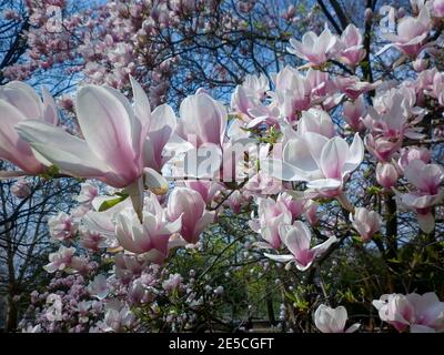 Schöne blühende rosa Magnolien blüht im Prager Garten Stockfoto