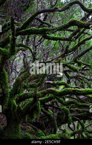 Baum im Regenwald mit Moos bedeckt Stockfoto