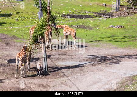 Schöne Landschaft Blick auf Gruppe von Giraffen. Konzept der wilden Tiere. Stockfoto