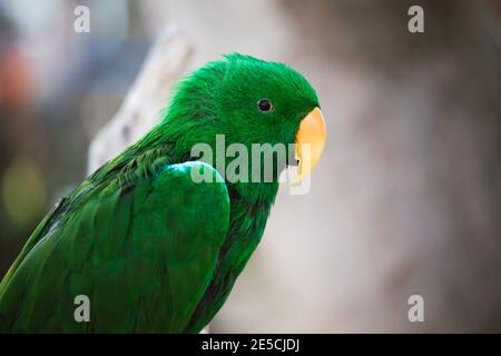 Eclectus Papagei aus amazonas Regenwald sitzt auf dem Ast Stockfoto