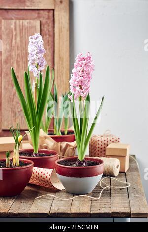 Eingetopfte Hyazinthen, wachsende Blumen zu Hause. Gartenarbeit für zu Hause. Stockfoto