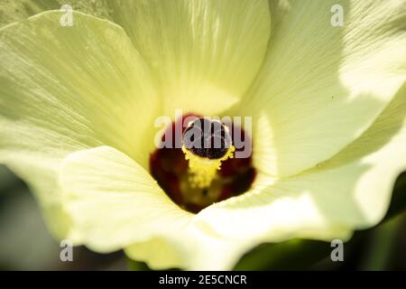 Nahaufnahme Makrofoto der gelben Okra Hibiskusblüte mit Fokus auf die pollenbedeckten/bestäubten Staubgefäße (Hibiscus esculentus) Stockfoto