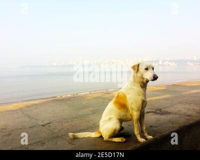 Streunender Hund auf dem Marine Drive by Ocean, Mumbai, Indien Stockfoto