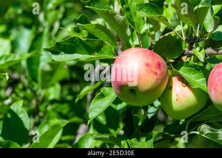 Rote reife Äpfel wächst auf einem Zweig unter dem Laub. Stockfoto