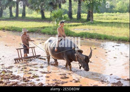 Bauer und sein Sohn pflügen ein überflutetes Reisfeld mit einem Büffel, Thailand Stockfoto