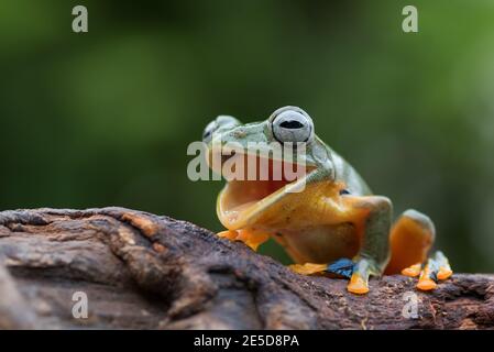 Fliegender Baumfrosch mit offenem Mund auf einem Ast sitzend, Indonesien Stockfoto