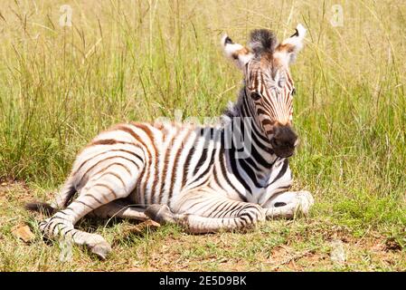 Porträt eines niederliegenden Zebrafohlens, Rietvlei Nature Reserve, Südafrika Stockfoto