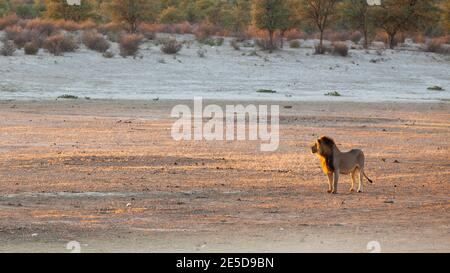 Kalahari-Löwe mit schwarzen Mähne, Kgalagadi-Wüste, Kgalagadi Transfrontier Park, Südafrika Stockfoto